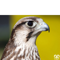 گونه لاچین Lanner Falcon